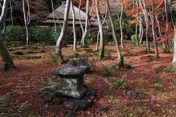 Red leave of autumn in Kyoto, Japan