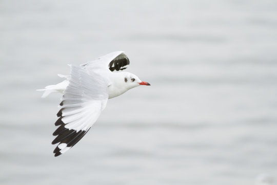 Seagull flying at seashore