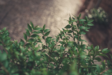 Spanish flowers in Valldemossa