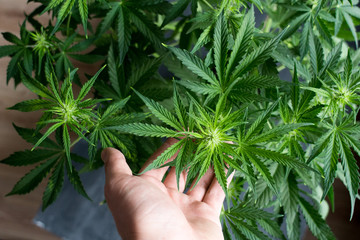 Beautiful background of cannabis flowers at the beginning of flowering and the male hand