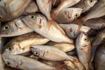 Fishes on ice in the fish market