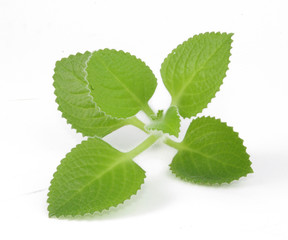 zielone liście mięty © Agata