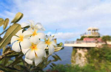 Yellow Plumeria blooming at Two Lovers Point - obrazy, fototapety, plakaty