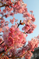 桃の花