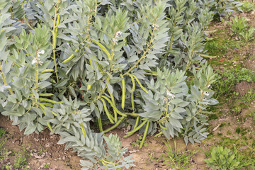 Fototapeta premium Broad bean plant.