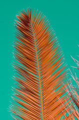 minimal concept. brunch of palma on pastel background