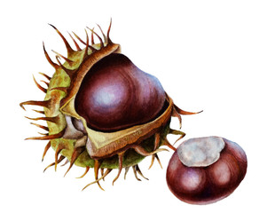 fruit of chestnuts