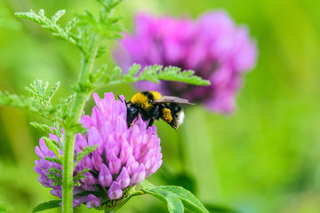Bumblebee with a basket of pollen pollinates a purple clover flower. Meadow Bombus. Selective focus.