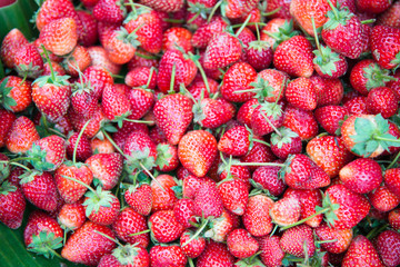 red strawberry  background.
