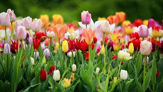 spring tulips colorful field nature