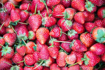 red strawberry  background.
