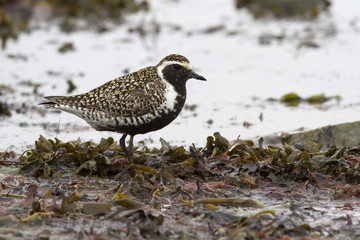 Pacific golden plover standing on the shallows at the seashore during the spring passage