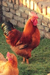 Colorful rooster walking around the yard
