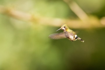 Wire-crested Thorntail (Popelairia Popelairii)
