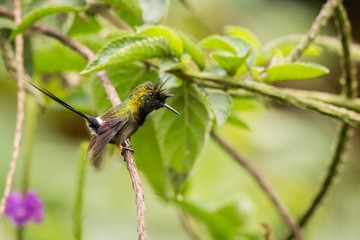Wire-crested Thorntail (Popelairia Popelairii)