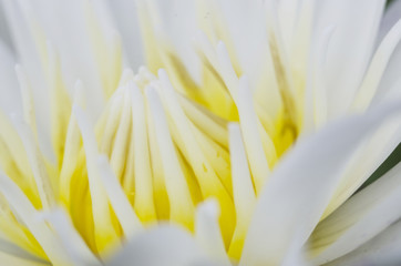 white water lilly and lotus macro 
