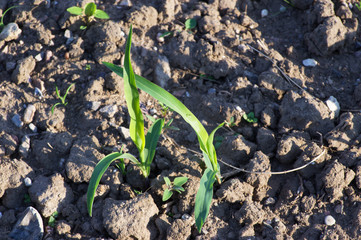 Young plants growing