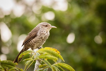 Thrush-like Wren (Campylorhynchus Turdinus)