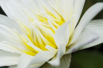 Fototapeta na wymiar white water lilly and lotus macro 