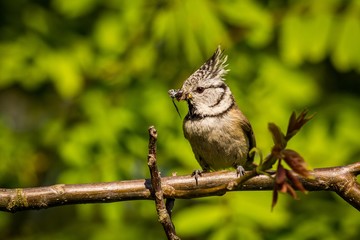 close up Crested Tit