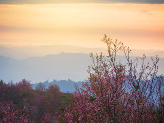 Natural sun light in the morning with mountain view in the forest full blooming of Thai cherry blossom in Phu Lom Lo, Thailand