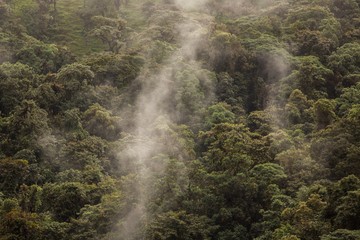 Fototapeta na wymiar Rain forest, trees and plants