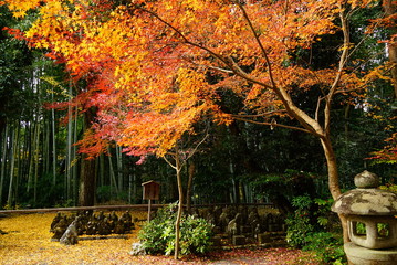 京都赤山禅院の紅葉