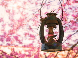 Antique lantern hanging with pink cherry blossom background