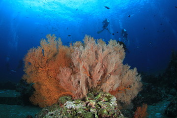 Naklejka na ściany i meble Scuba divers on underwater reef with fish