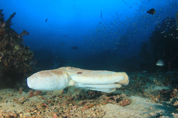 Reef Octopus