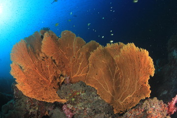 Fish on underwater coral reef