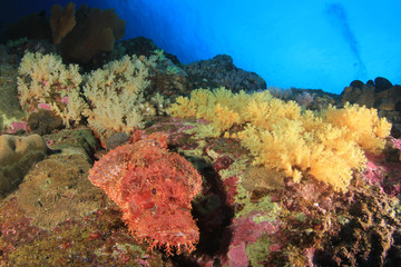 Naklejka na ściany i meble Fish on underwater coral reef