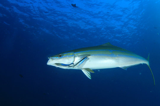 Fish on underwater coral reef