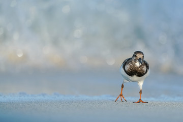 Ruddy Turnstone - stroll
