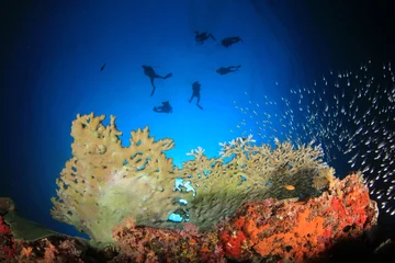 Fotobehang Scuba dive coral reef © Richard Carey