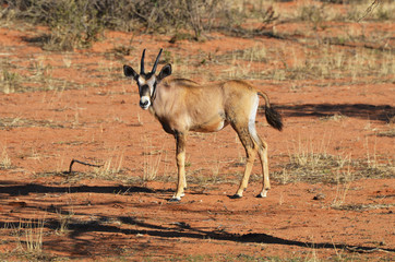 A Gemsbok (Oryx gazella)