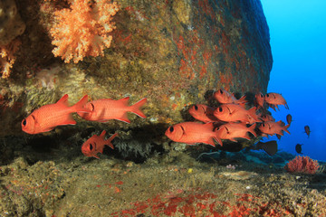 Fish on underwater coral reef