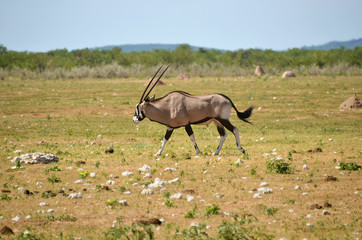 A Gemsbok (Oryx gazella), Namibia
