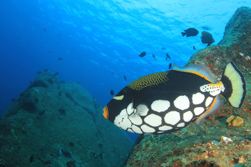 Fish on underwater coral reef
