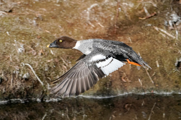 Common Goldeneye Female - Flight