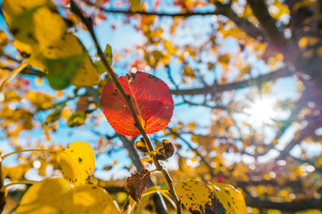 A single branch of red leaves still hanging on a branch with other yellow leaves. Beautiful, colorful autumn background