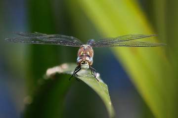 dragonfly resting  on a reed