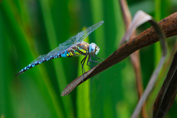 dragonfly resting on a reed
