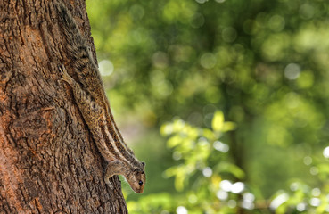 palm squirell running down a tree in india