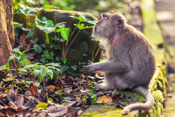 Tranquil monkey in green leaves