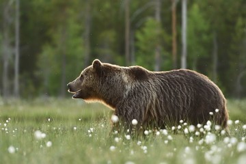 Brown bear (Ursus arctos) at sunset in bog