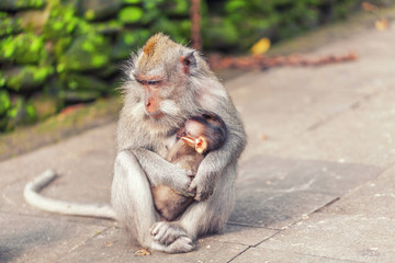 Monkey with baby in park