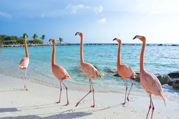 Rolgordijnen Roze flamingo, Aruba eiland © Natalia Barsukova