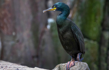 shag sat on a rock on farne islands