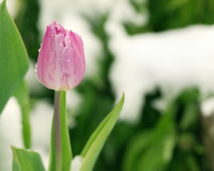 Naklejka premium Pink tulip flower with snow drops in a snowy spring garden